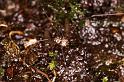 Pholcus_ZZ619_D8052_Z_88_Natural bridge_Australie